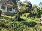 ratusan-monyet-teror-warga-di-cigugur-kuningan-akibat-petugas-lupa-kunci-kandang.jpg