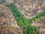 ratusan-pohon-dinosaurus-di-australia-selamat-dari-kebakaran-hutan.jpg
