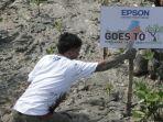 rayakan-20-tahun-perjalanan-di-indonesia-epson-tanam-1000-bibit-mangrove-di-kalimantan-barat.jpg