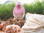 regenerasi-petani1111.jpg