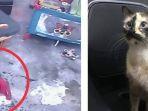 rekaman-cctv-kucing-selamatkan-bayi.jpg
