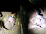 rekaman-video-evakuasi-bayi-masih-hidup-usai-dikubur-selama-8-jam-kondisinya-tak-disangka_20180608_102804.jpg