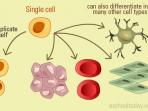 replikasi-stem-cell_20150427_101835.jpg
