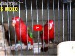 rezeki-memelihara-si-burung-cinta_20170916_134227.jpg