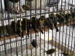ribuan-burung-dari-bengkulu-yang-siap-kirim_20160508_091930.jpg