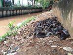ribuan-ikan-di-kali-baru-mati.jpg