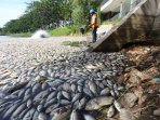 ribuan-ikan-kembali-mati-di-jakarta_20151220_001417.jpg