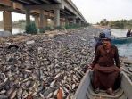 ribuan-ikan-mas-mati-secara-misterius-di-irak_20181105_074720.jpg