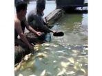 ribuan-ikan-mas-yang-diperkirakan-seberat-25-ton-mati-mendadak-akibat-air-keruh.jpg