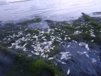 ribuan-ikan-mati-di-pantai-ancol_20151130_202125.jpg