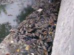 ribuan-ikan-mati-di-sungai-ngadisimo.jpg