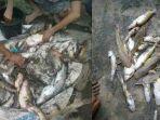 ribuan-ikan-terdampar-di-pinggiran-sungai-serayu.jpg