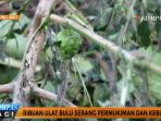 ribuan-ulat-bulu-serang-permukiman-warga_20170411_113820.jpg