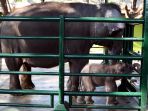 risma-beri-nama-dumbo-pada-bayi-gajah-kbs_20190731_085059.jpg