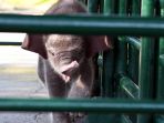risma-beri-nama-dumbo-pada-bayi-gajah-kbs_20190731_090016.jpg