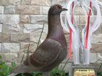 rogoh-kocek-hingga-rp-1-miliar-hanya-untuk-beli-burung-merpati-robby-tidak-rugi.jpg