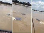 rombongan-pesut-mahakam-berenang-di-dekat-permukiman-penduduk.jpg