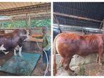 ronda-malam-jaga-sapi-kurban-prabowo.jpg