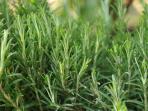 rosemary-rosmarinus-officinalis_20160418_154529.jpg