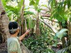 rumah-tertimpa-pohon-tumbang-akibat-angin-kencang.jpg