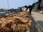 rumput-laut-pulau-seribu.jpg