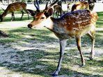 rusa-dari-nara-jepang.jpg