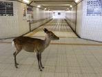 rusa-di-taman-nara-turun-ke-jalan-mencari-makan.jpg