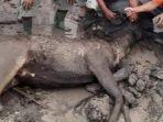 rusa-terbakar1.jpg