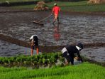 saat-musim-tanam-tiba-di-kabupaten-bandung-barat_20200717_204636.jpg