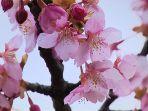 saatnya-melihat-bunga-kawazu-sakura-di-jepang.jpg