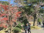 sakura-dan-momiji-maple.jpg
