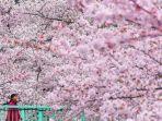 sakura-mekar-di-jepang.jpg