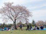 sakura-nih2_20170404_193904.jpg