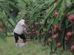 salah-satu-komoditas-perkebunan-buah-naga-yang-dikembangkan.jpg