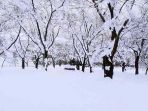 salju-di-kanto_20161123_102924.jpg