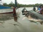 sampah-di-perut-paus-yang-mati-dan-terdampar-di-wakatobi.jpg