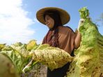 sampoerna-serap-tembakau-lokal_20170911_134154.jpg