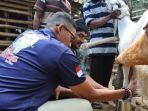 sandiaga-liat-kambing-etawa.jpg
