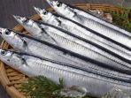 sanma-atau-ikan-sauri-pasifik.jpg