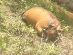 sapi-aceh123.jpg