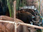 sapi-asal-kupang-tidak-diturunkan-di-tanjung-perak.jpg