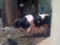 sapi-atut.jpg
