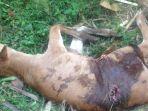 sapi-bali1.jpg