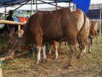 sapi-bali1w3.jpg