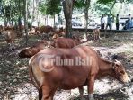 sapi-bali_20180728_162237.jpg