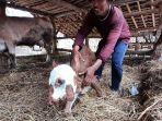 sapi-bantul-punya-dua-mulut.jpg