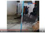 sapi-berontak-saat-hendak-disembelih.jpg