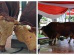 sapi-cokelat-punya-jokowi-maruf.jpg