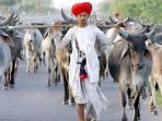 sapi-dan-kerbau-di-india-akan-memiliki-ktp_20180809_180918.jpg