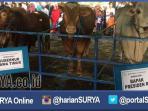 sapi-dari-jokowi_20160912_123853.jpg